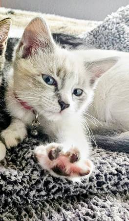 Lost Cat in Canby