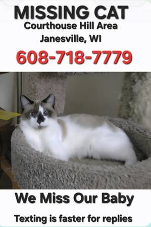 Lost cat