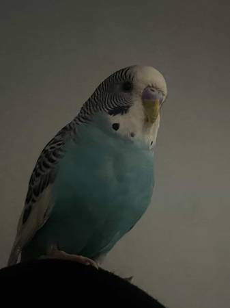 Lost Bird in Queens