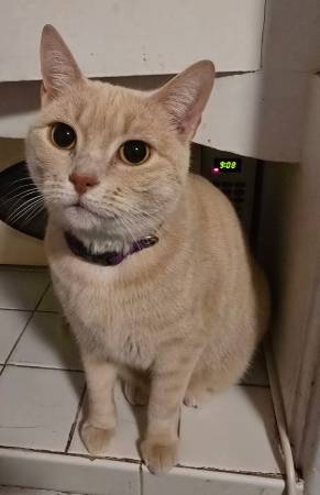 Lost cat