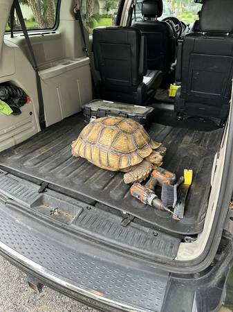 Lost Tortoise in Sarasota