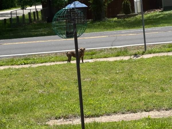 Found dog