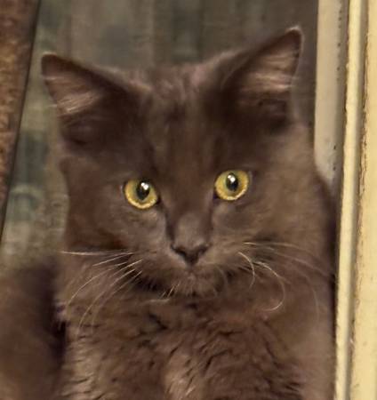 Found cat