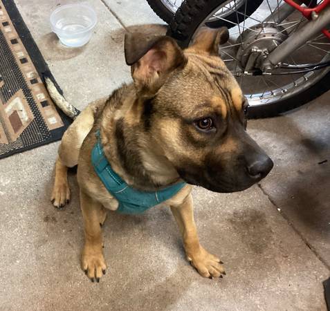 Found dog