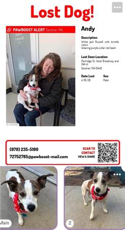 Lost dog