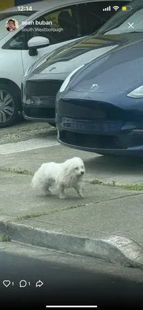 Lost dog