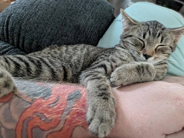 Found cat