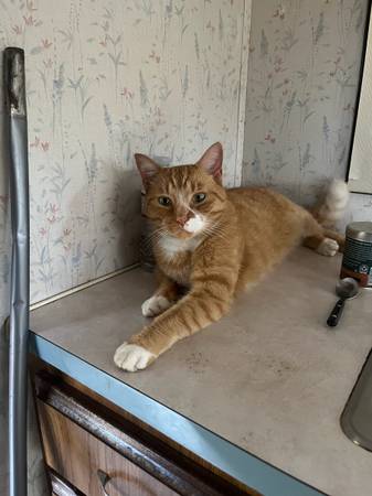 Lost Cat in Greenbelt