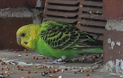 Found bird