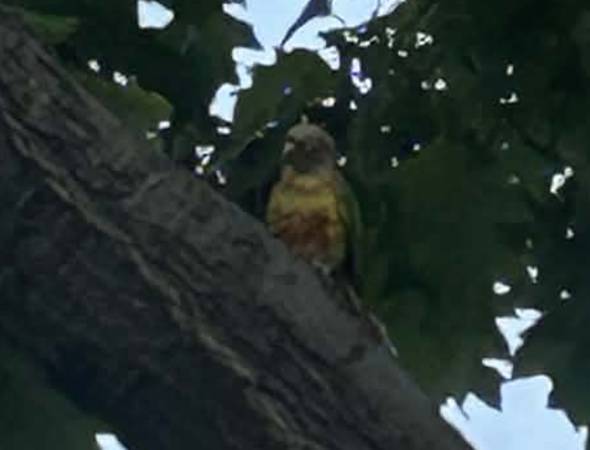 Lost bird