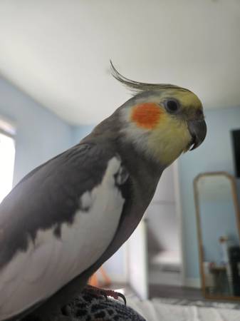 Lost bird