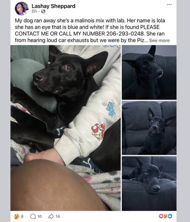 Lost dog