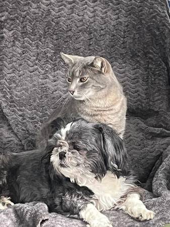Lost dog