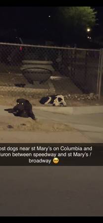 Found Dog in Tucson