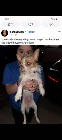 Lost dog