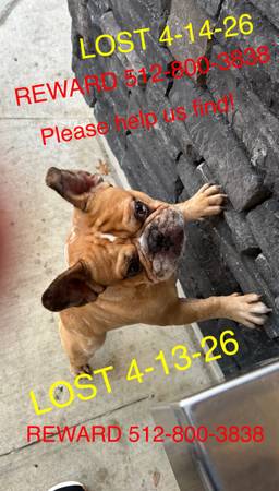 Lost Dog in Austin