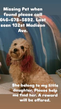 Lost dog