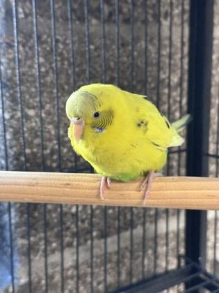 Found bird