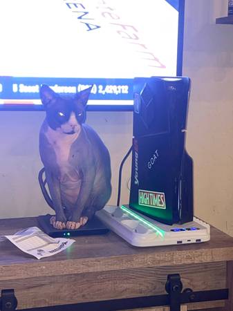 Lost cat