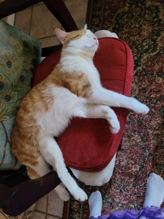 Lost Cat in Manila