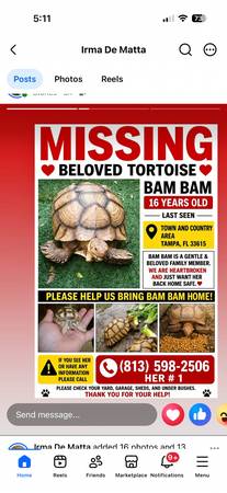 Lost tortoise