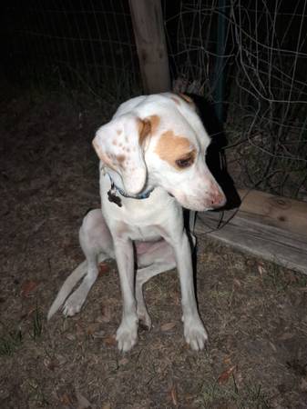 Lost Dog in Florida