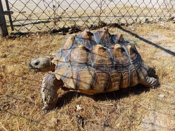 Found tortoise