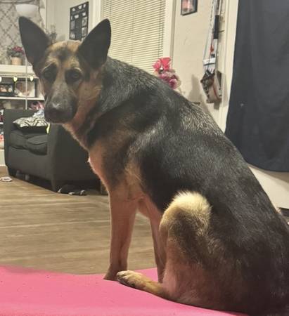 Lost dog