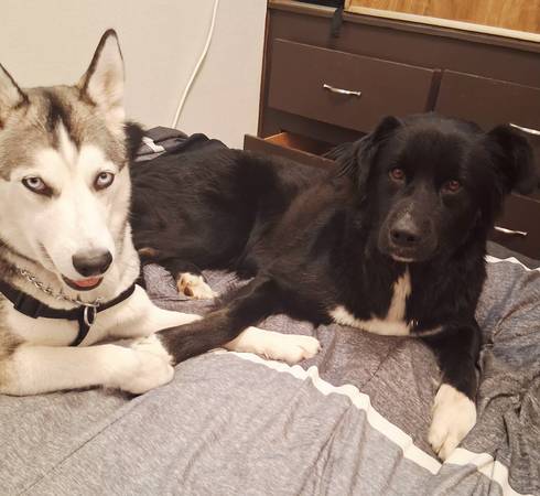 Lost dog