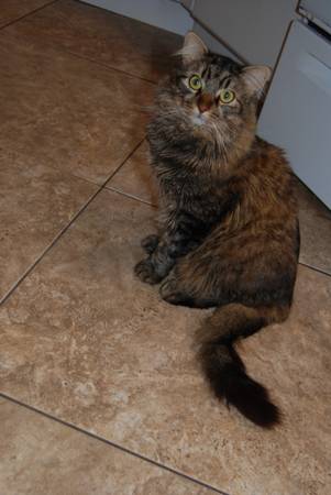 Lost cat