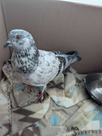Lost Bird in Chapel Hill