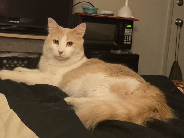 Found cat