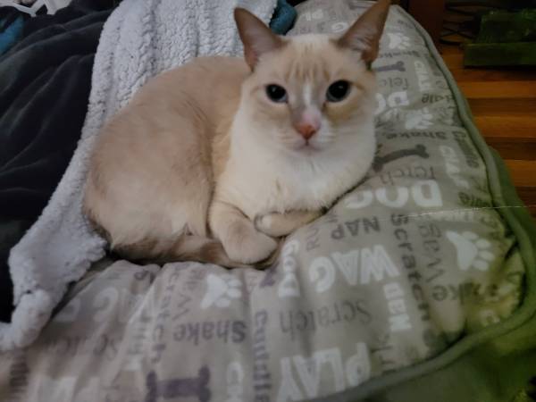 Lost cat