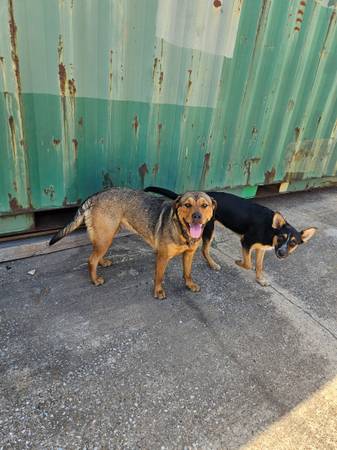 Found dog