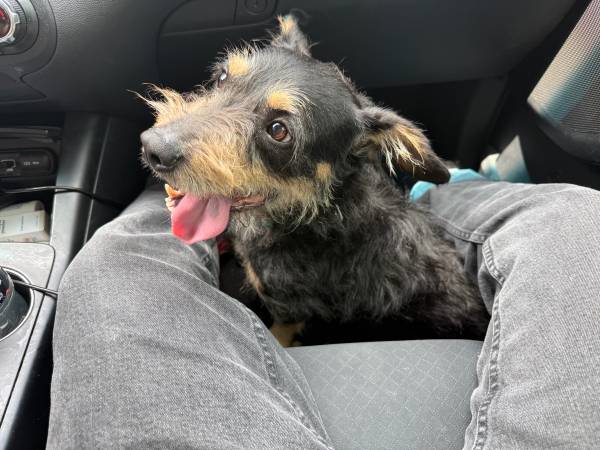 Found dog