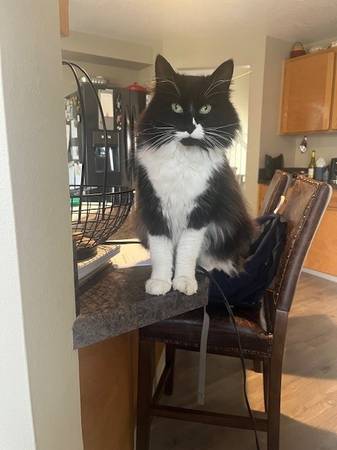 Lost Cat in Portland