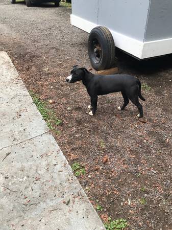 Found Dog in Fort Bragg
