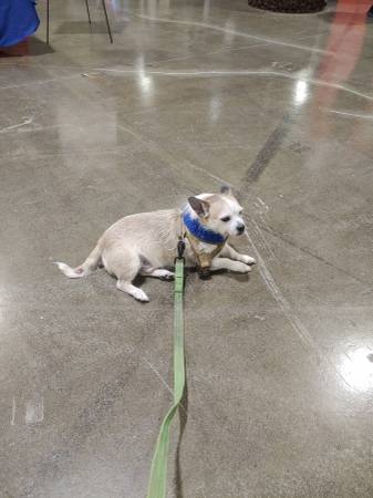 Lost dog