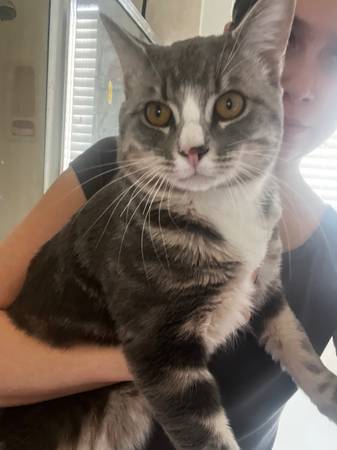 Lost Cat in Rio Rancho