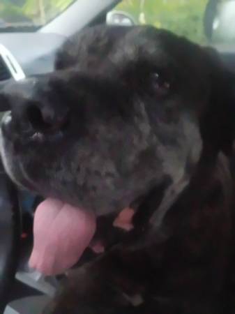 Found dog