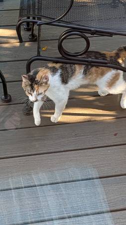 Found cat