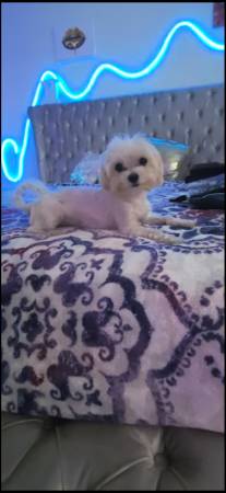 Lost dog