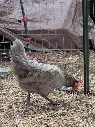 Found bird