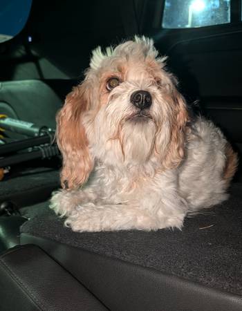 Found dog
