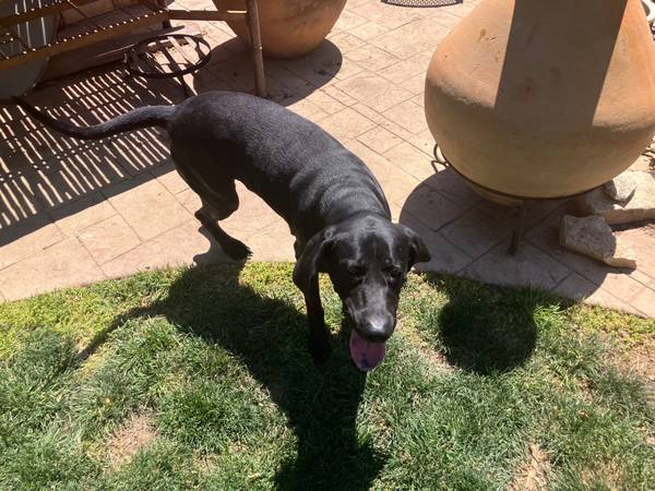 Found dog