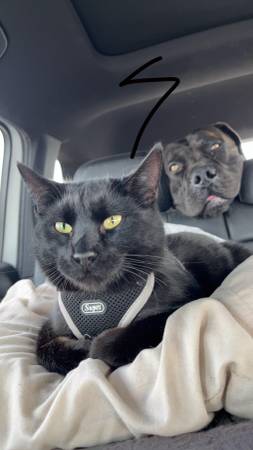 Lost Cat in Pueblo