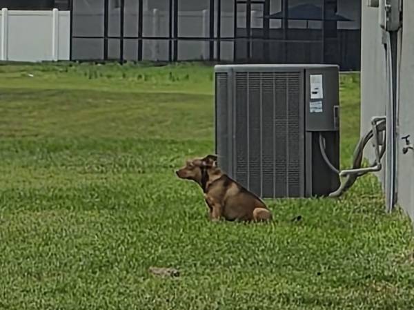 Found dog