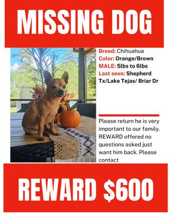 Lost dog