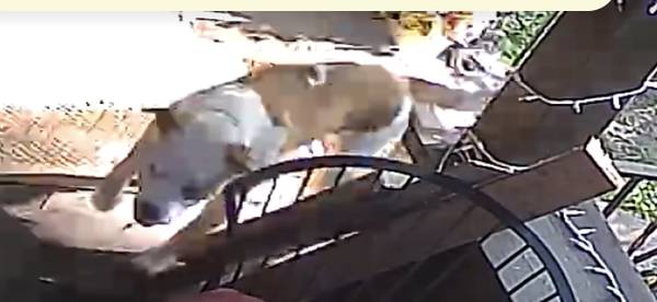 Lost dog