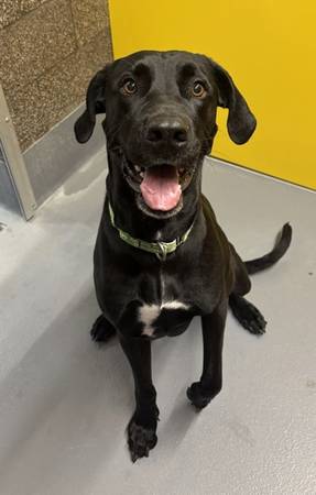 Found Dog in Eugene